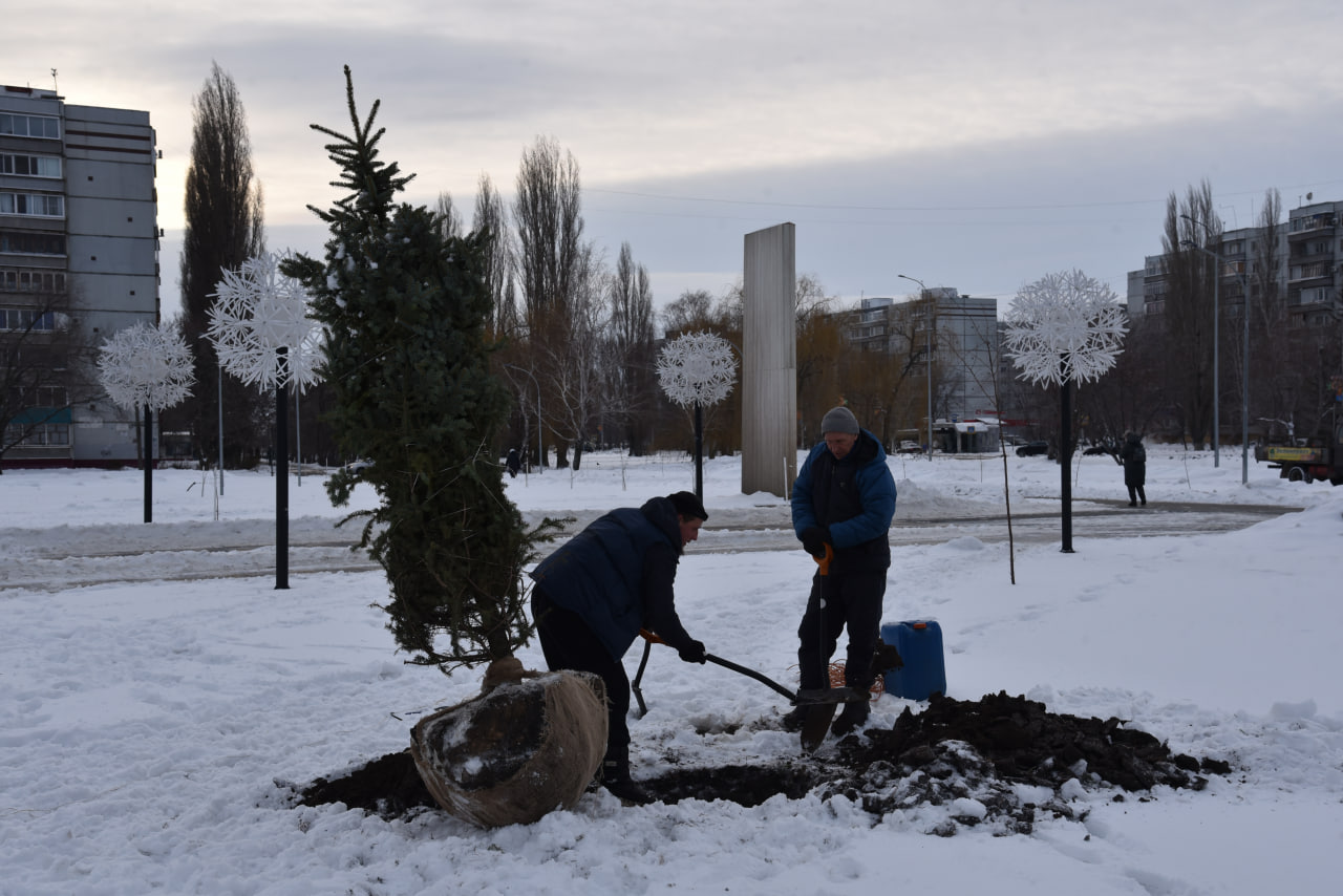 В парке «Центральный» высаживают голубые ели