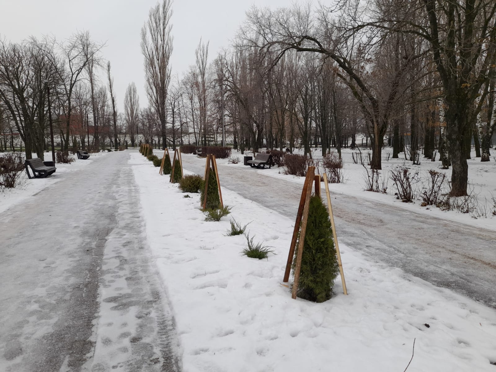 В Балакове начали укрывать туи на зиму