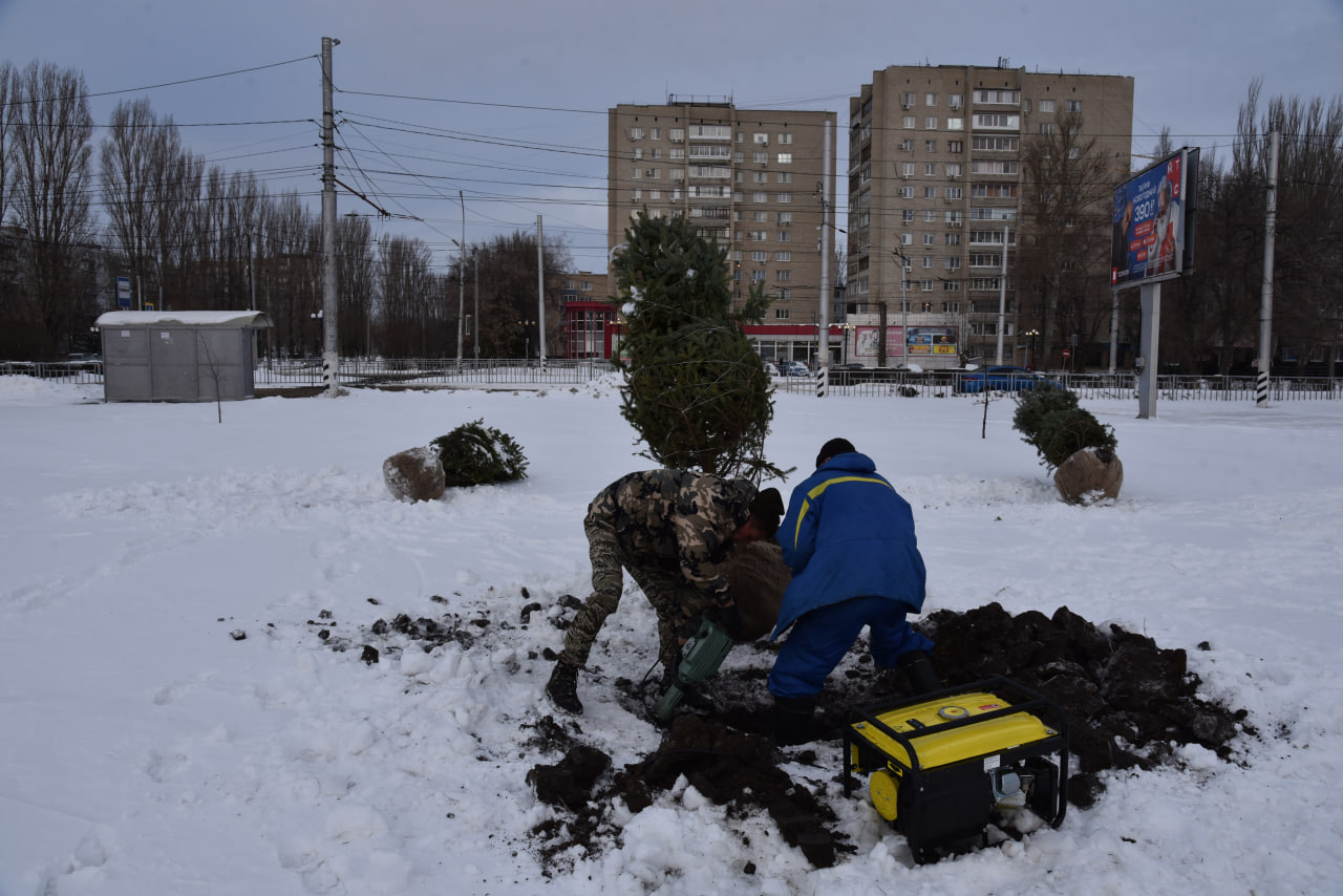 В парке «Центральный» высаживают голубые ели