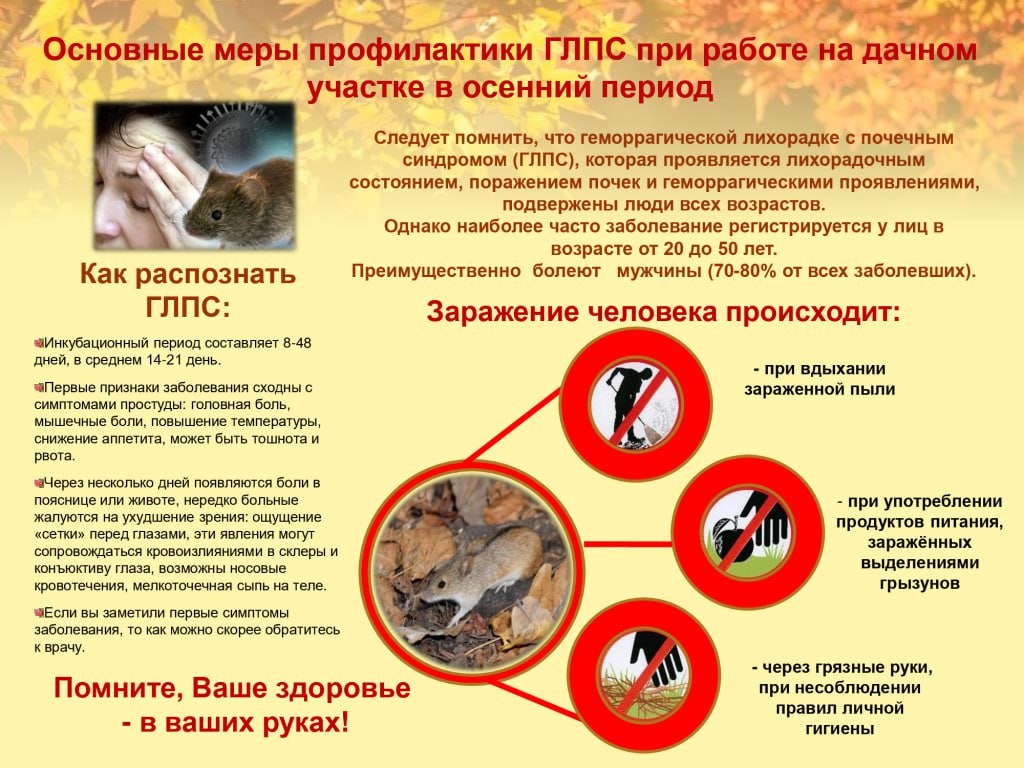 Памятка по мерам профилактики геморрагической лихорадки с почечным синдромом (ГЛПС)