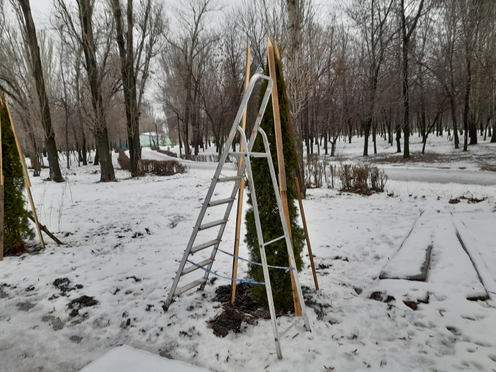 В Балакове начали укрывать туи на зиму