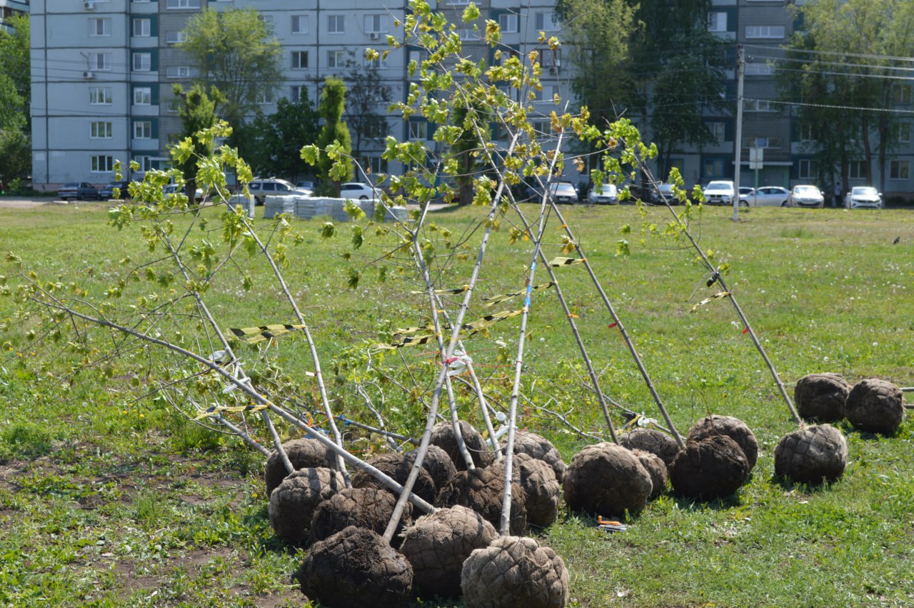 В парке «Центральный» на этой неделе начнут высаживать зелёные насаждения