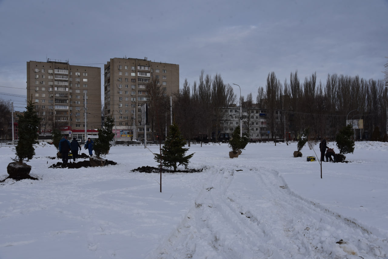 В парке «Центральный» высаживают голубые ели