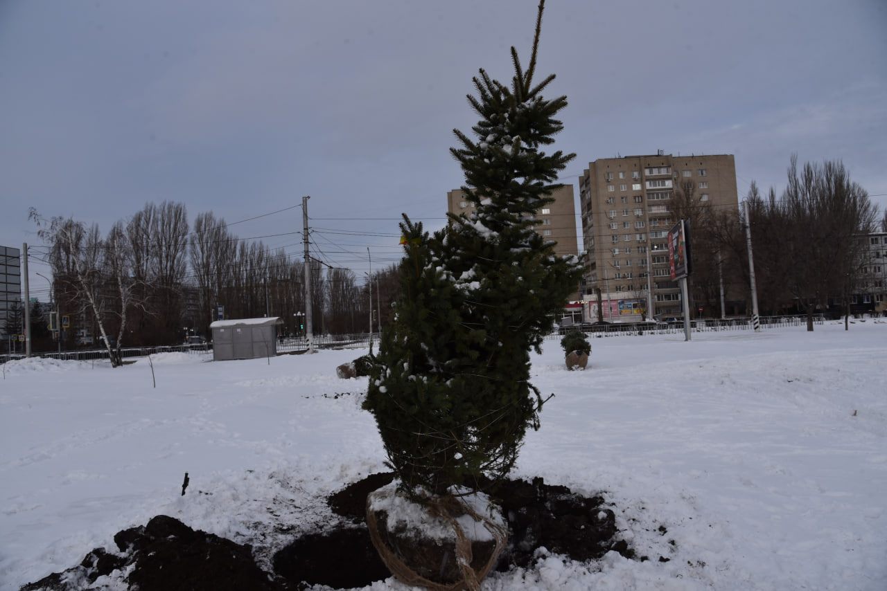 В парке «Центральный» высаживают голубые ели